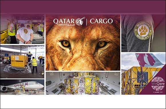 WeQare: Qatar Airways Cargo Returns Seven Rescued Lions To Their Natural Habitat For Free