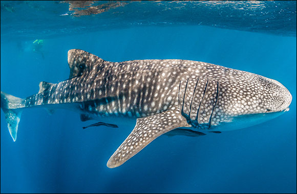 Banana Island Resort Doha by Anantara Partners with Discover Qatar To Launch ‘The Whale Sharks of Qatar